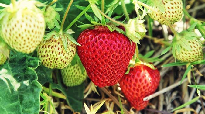 مراحل کشت و پرورش توت فرنگی در مزرعه